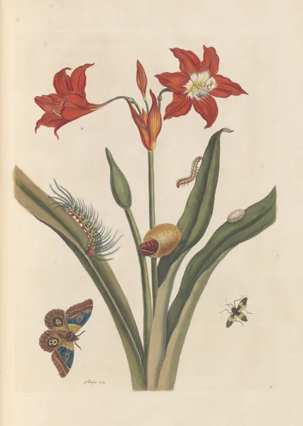 Dissertation sur la generation et les transformations des insectes de Surinam Pl.47 av Maria Sibylla Merian