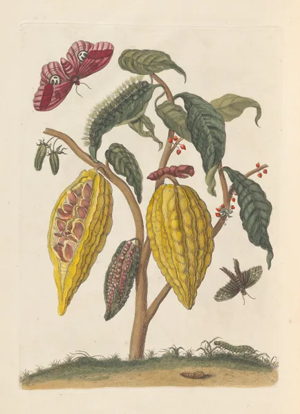 Dissertation sur la generation et les transformations des insectes de Surinam Pl.59 av Maria Sibylla Merian