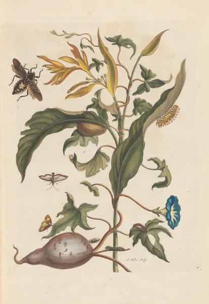 Dissertation sur la generation et les transformations des insectes de Surinam Pl.70 av Maria Sibylla Merian