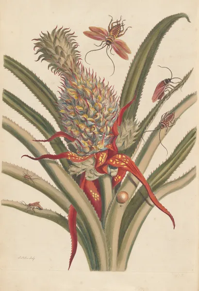 Dissertation sur la generation et les transformations des insectes de Surinam Pl.64 av Maria Sibylla Merian