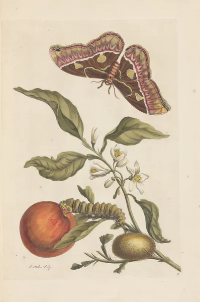 Dissertation sur la generation et les transformations des insectes de Surinam Pl.46 av Maria Sibylla Merian