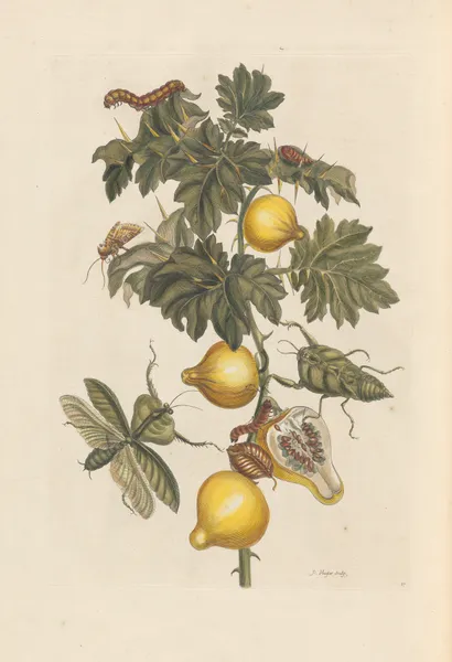 Dissertation sur la generation et les transformations des insectes de Surinam Pl.66 av Maria Sibylla Merian