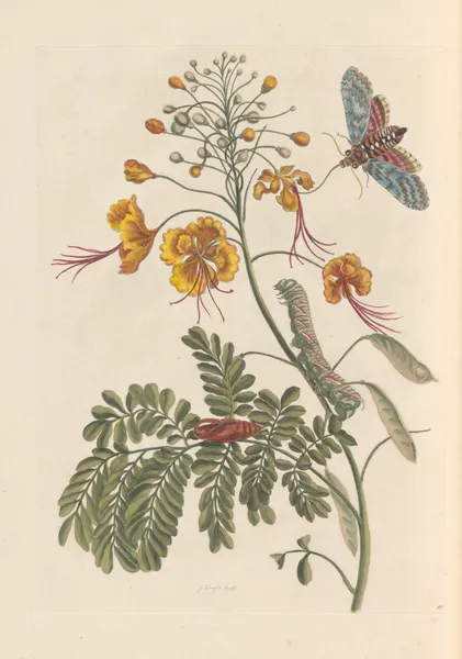 Dissertation sur la generation et les transformations des insectes de Surinam Pl.61 av Maria Sibylla Merian