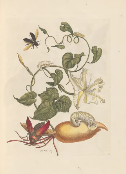 Dissertation sur la generation et les transformations des insectes de Surinam Pl.56 av Maria Sibylla Merian