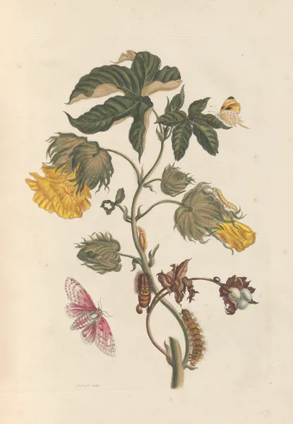 Dissertation sur la generation et les transformations des insectes de Surinam Pl.54 av Maria Sibylla Merian