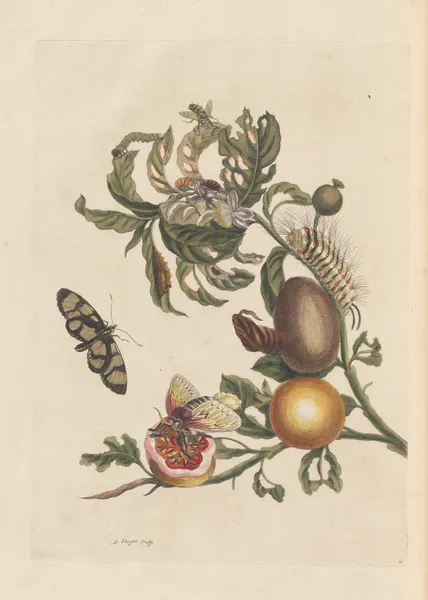 Dissertation sur la generation et les transformations des insectes de Surinam Pl.38 av Maria Sibylla Merian
