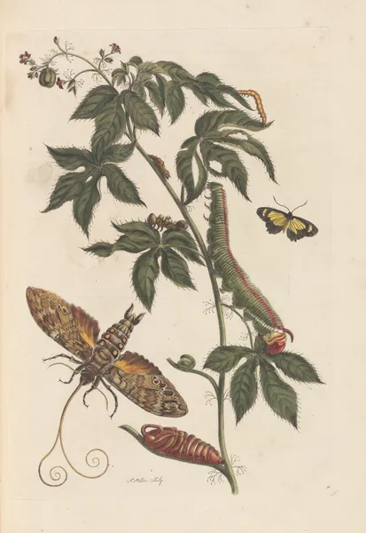 Dissertation sur la generation et les transformations des insectes de Surinam Pl.62 av Maria Sibylla Merian