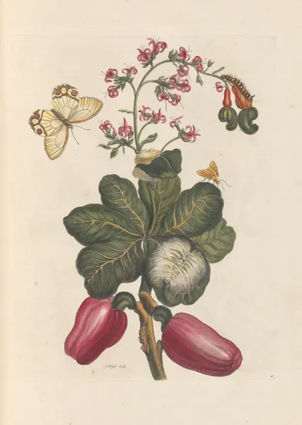 Dissertation sur la generation et les transformations des insectes de Surinam Pl.36 av Maria Sibylla Merian