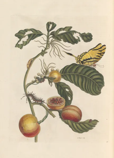 Dissertation sur la generation et les transformations des insectes de Surinam Pl.69 av Maria Sibylla Merian
