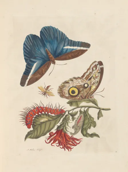 Dissertation sur la generation et les transformations des insectes de Surinam Pl.48 av Maria Sibylla Merian