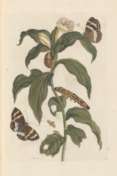 Dissertation sur la generation et les transformations des insectes de Surinam Pl.44 av Maria Sibylla Merian