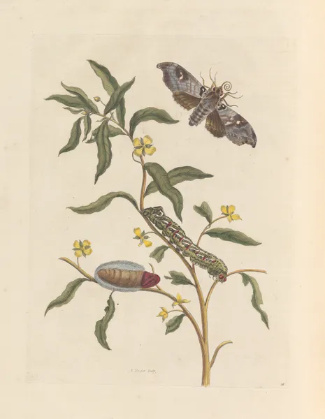 Dissertation sur la generation et les transformations des insectes de Surinam Pl.71 av Maria Sibylla Merian