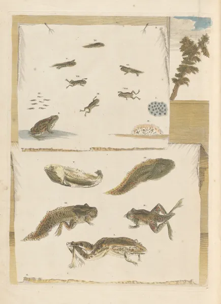 Dissertation sur la generation et les transformations des insectes de Surinam Pl.72 av Maria Sibylla Merian