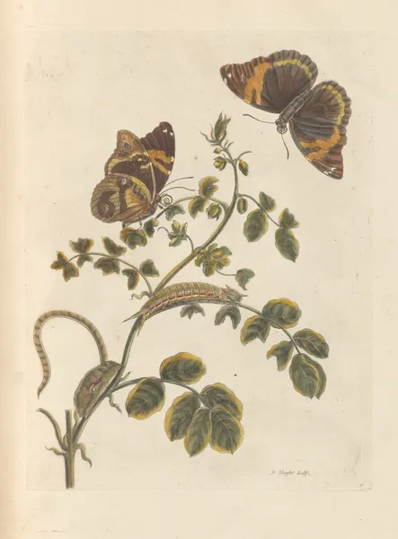 Dissertation sur la generation et les transformations des insectes de Surinam Pl.45 av Maria Sibylla Merian