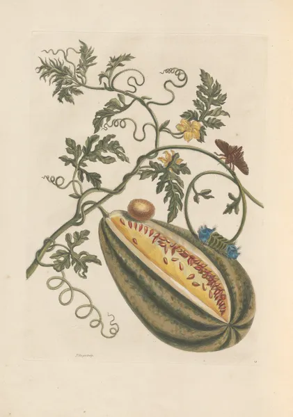 Dissertation sur la generation et les transformations des insectes de Surinam Pl.57 av Maria Sibylla Merian
