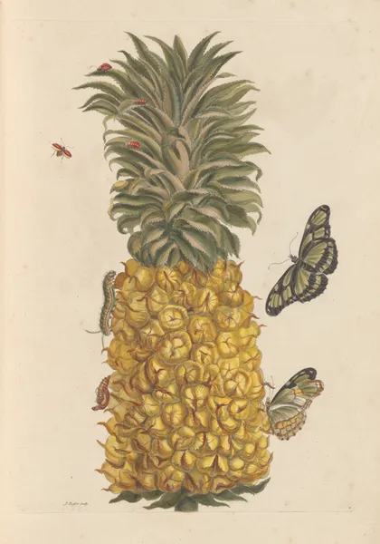 Dissertation sur la generation et les transformations des insectes de Surinam Pl.52 av Maria Sibylla Merian