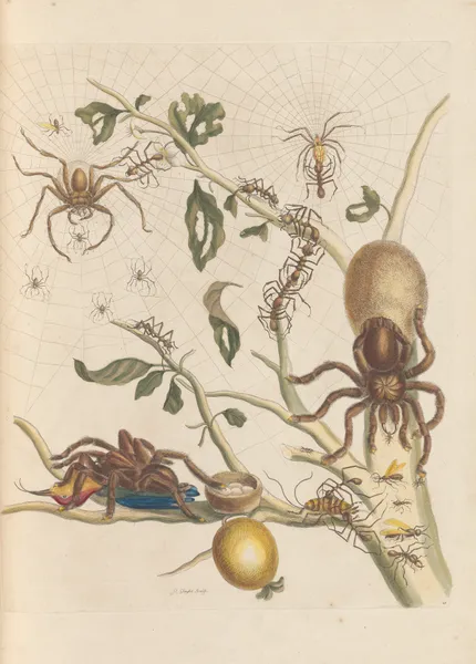 Dissertation sur la generation et les transformations des insectes de Surinam Pl.50 av Maria Sibylla Merian