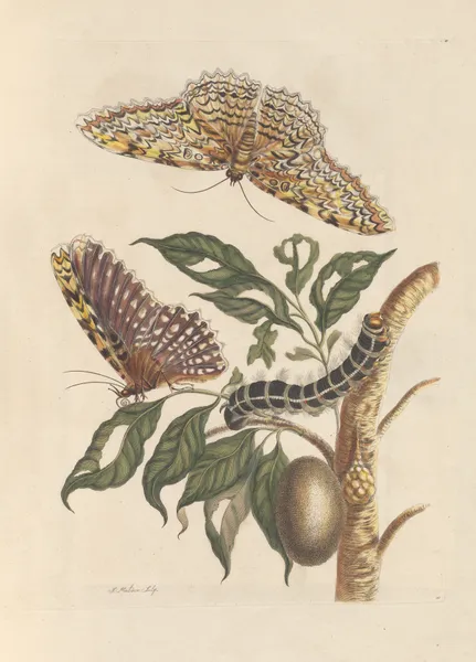 Dissertation sur la generation et les transformations des insectes de Surinam Pl.42 av Maria Sibylla Merian