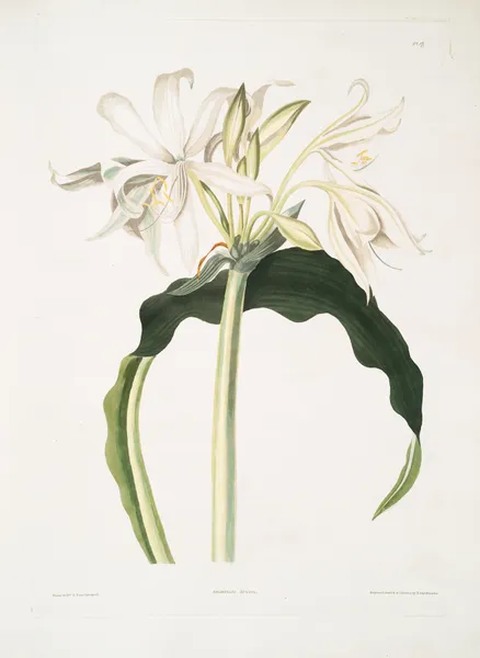 Amaryllis aulica av Priscilla Susan Bury