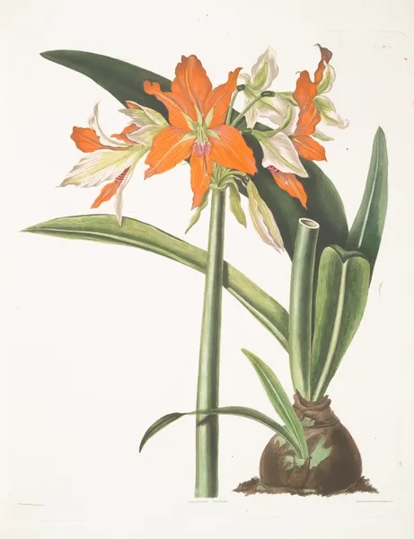 Amaryllis fulgida av Priscilla Susan Bury