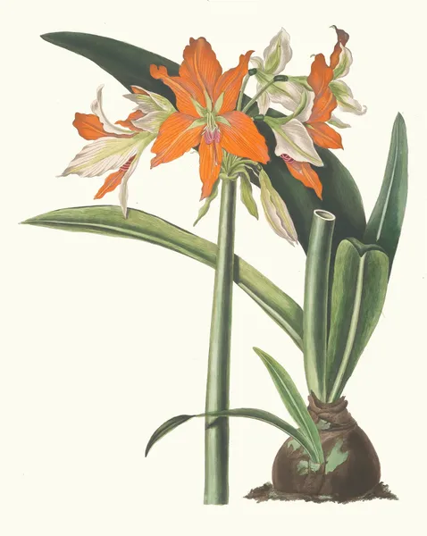 Amaryllis Fulgida av Priscilla Susan Bury