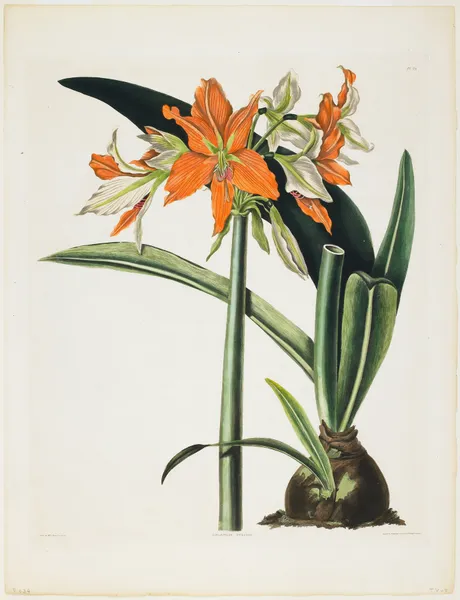 Amaryllis fulgida (Striped-tubed Amaryllis) av Priscilla Susan Bury
