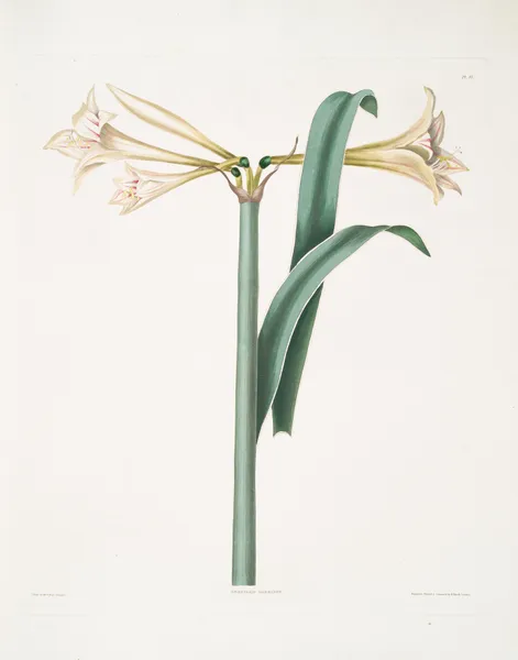 Amaryllis Harrisoni av Priscilla Susan Bury