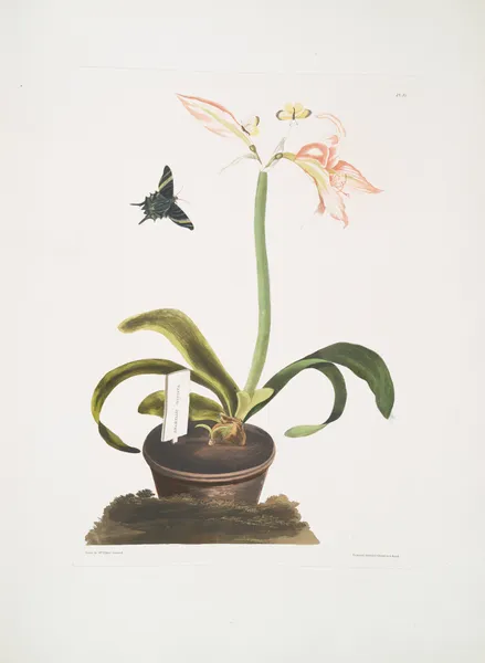 Amaryllis miniata av Priscilla Susan Bury