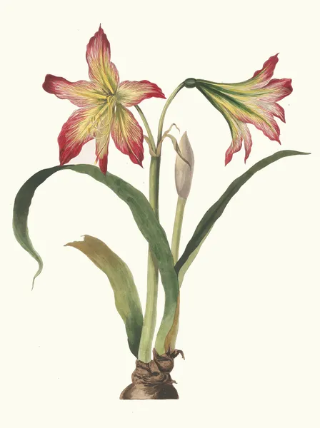 Amaryllis Psittacina av Priscilla Susan Bury