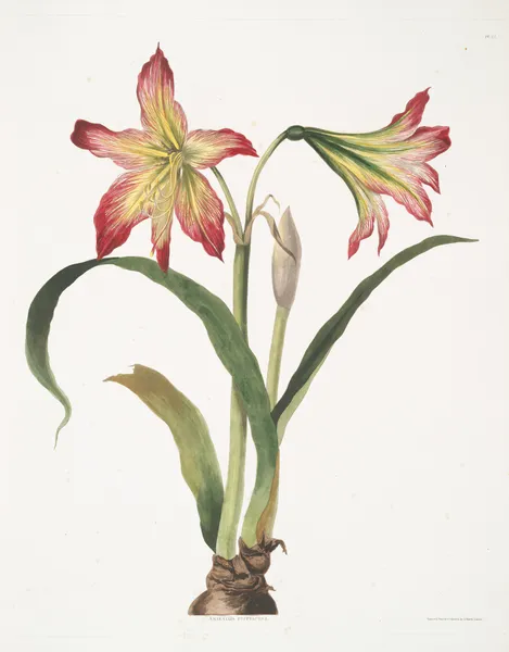 Amaryllis psittacina [Parrotlily, Parrot flower, Red parrot beak, New Zealand Christmas bell] av Priscilla Susan Bury