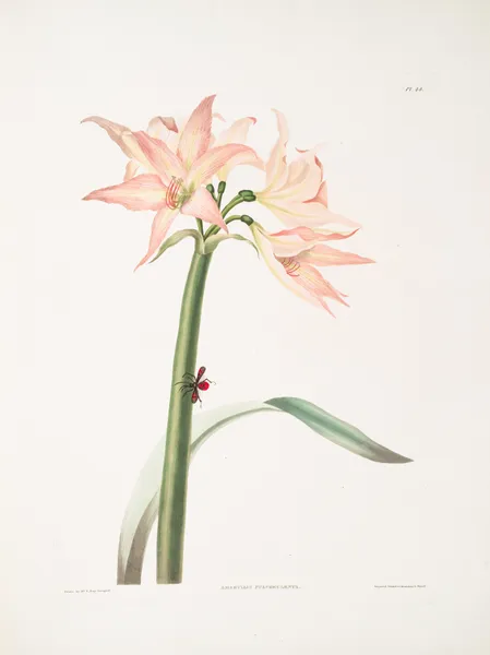 Amaryllis pulverulenta, Hippeastrum pulverulentum, Amaryllis acuminata av Priscilla Susan Bury