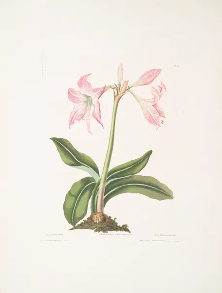 Amaryllis steilatafolia av Priscilla Susan Bury