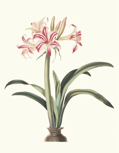 Ameryllis Superba (Vittata) av Priscilla Susan Bury