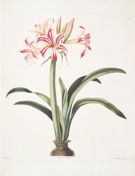Ameryllis superba (vittata) av Priscilla Susan Bury