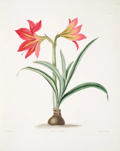 Amryllis platypetala av Priscilla Susan Bury