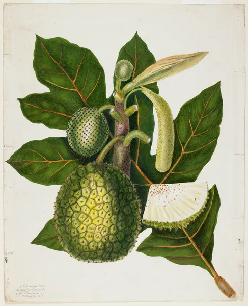 Artocarpus Incisa (The True Bread-fruit of the Phillipines) av Priscilla Susan Bury