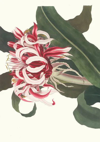 Crinium Augustum. [Queen Emma] av Priscilla Susan Bury