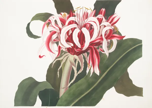 Crinium Augustum. [Queen Emma] av Priscilla Susan Bury