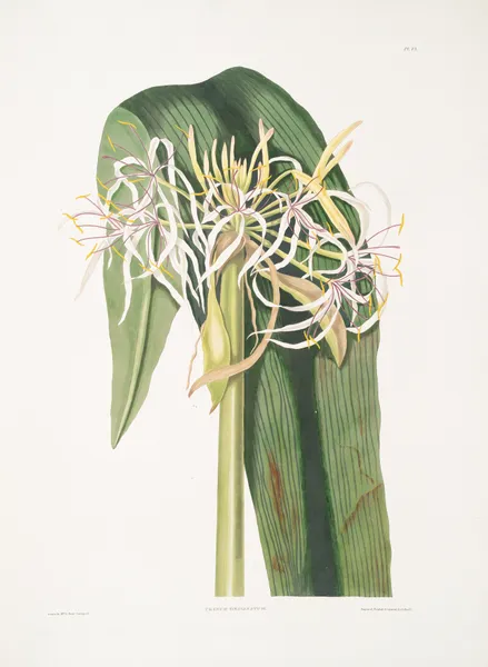 Crinum declinatum av Priscilla Susan Bury