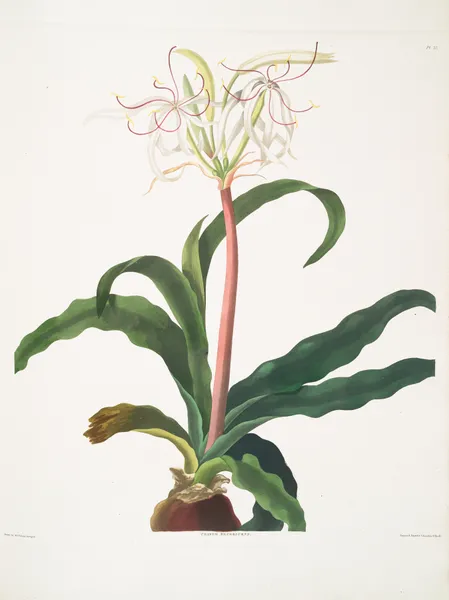 Crinum erubescens av Priscilla Susan Bury