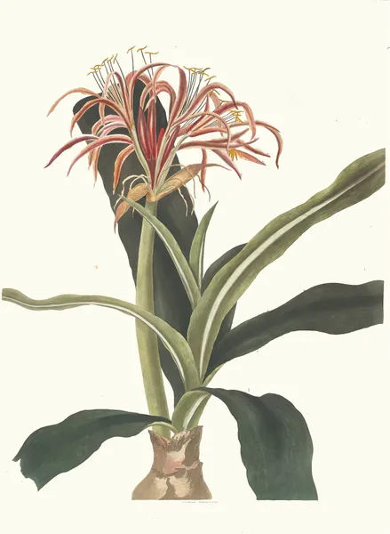 Crinum Hybridum, Pedunculatum And Zeylanicum av Priscilla Susan Bury