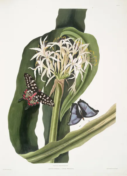 Crinum pedunculatum. [River lily] – 1. Papilio antenor. 2. Papilio menelaus. [Butterflies] av Priscilla Susan Bury