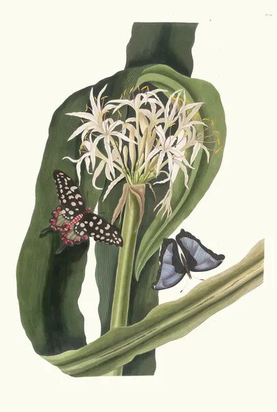 Crinum Pedunculatum. [River Lily] av Priscilla Susan Bury
