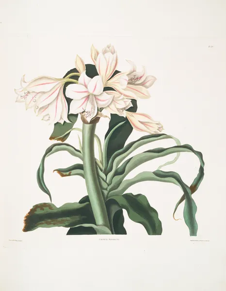 Crinum scabrum av Priscilla Susan Bury