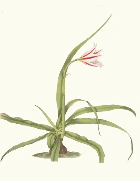 Crinum Yuccæides av Priscilla Susan Bury