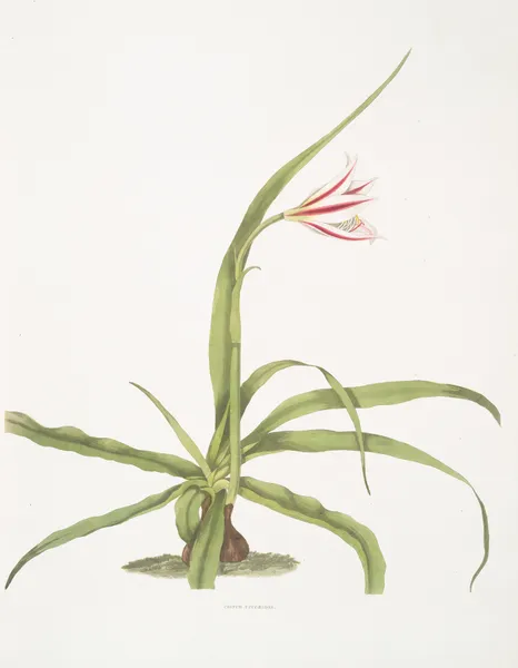 Crinum yuccæides av Priscilla Susan Bury