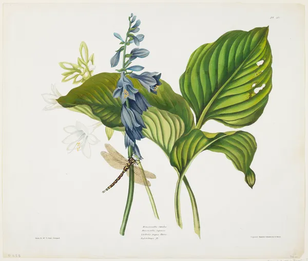 Hemerocallis caerulea (Common Hosta) av Priscilla Susan Bury