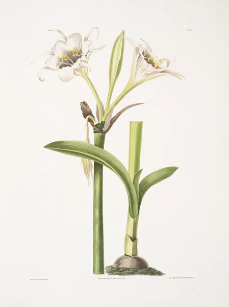 Pancratium calathinum av Priscilla Susan Bury