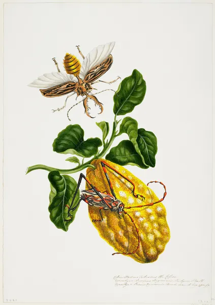 The Citron and Insects (19th century) av Priscilla Susan Bury
