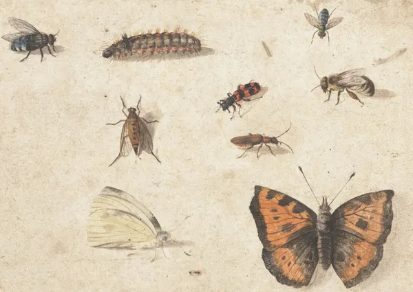 Sheet of Studies of Nine Insects av Jan Van Kessel The Elder